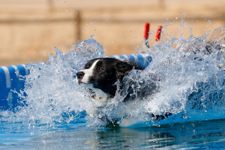 Border collie making a big splash as he lands in a swimming poolの写真素材