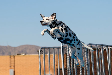 Dalmatian dog about to land in the pool after jumping off a dock at an eventの写真素材