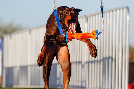 Doberman pincher about to grab a hanging bumper toy over the pool during low sunset lightの写真素材