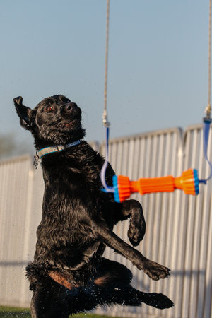 Black Labrador dog slips off the dock before grabbing the handing orange bumper toyの写真素材