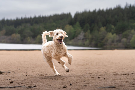 White mixed breed dog running on a beach at a Loch in Scotlandの写真素材