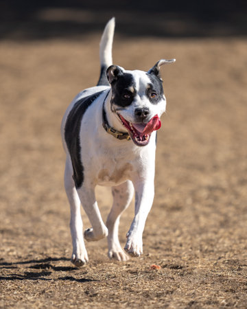 Black and white pitbull running and smiling in the dry grass at the parkの写真素材