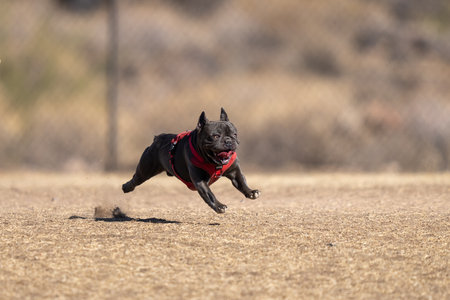 French bulldog at the park running through the dry grass with all four feet off the groundの写真素材