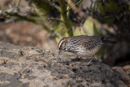 Cactus wren bird poking around a rock for food in the desertの写真素材
