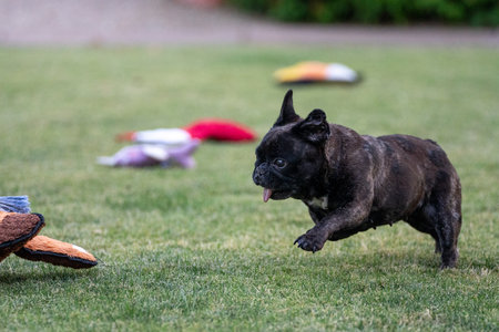 Brindle French bulldog on grass chasing toys with her tongue outの写真素材