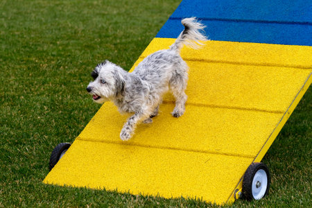 Small mixed breed dog on the agility course coming down from an a-frameの写真素材