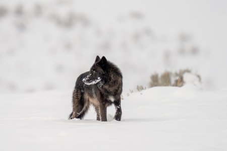 Wolf with snow in his face while walking through snow driftsの写真素材