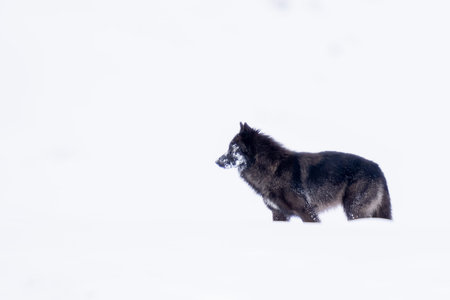 High key white image of a black wolf in the snowの写真素材