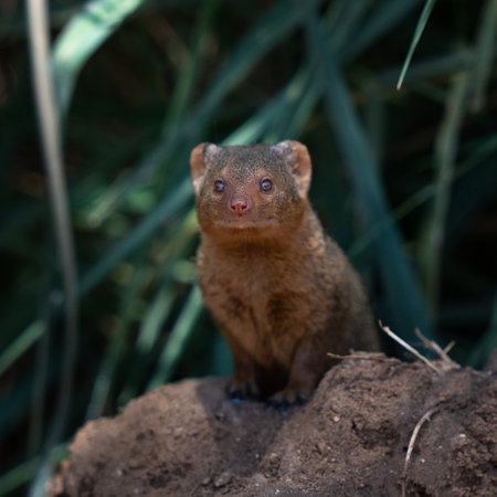 Common Mongoose in Africa on a mound of dirtの写真素材