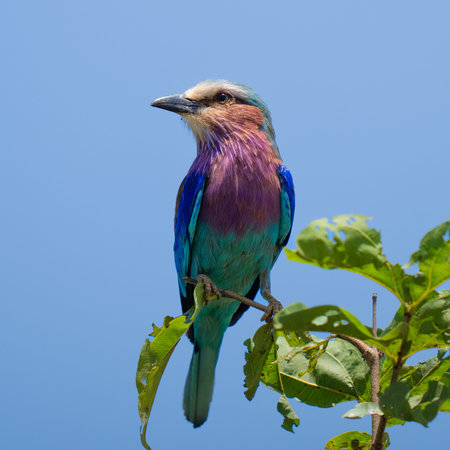 Colorful Lilac Breasted Roller sitting on a branchの写真素材