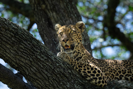 African leopard sitting on a tree branch and resting in the sunの写真素材