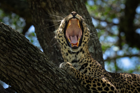 Yawning African leopard high in a tree in Tanzania, Africaの写真素材