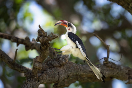 African Von der Decken's hornbill bird in Tanzania landing on a branchの写真素材