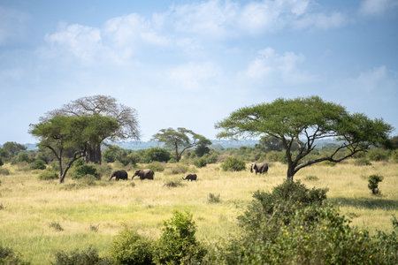 Family of elephants in the grass of the Tanzania plainsの写真素材