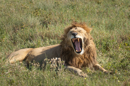 Male lion in the Ngorogoro Crater lying in the grass yawningの写真素材