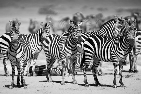 A herd of zebra in black and white on the plains of Tanzania, Africaの写真素材