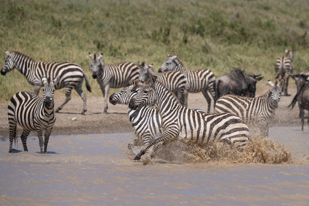 Zebras in Africa running out of the water when they got spookedの写真素材