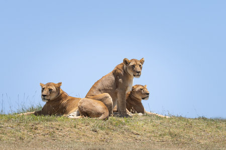 Three lionesses on a hillside in Africa looking out after their playing cubsの写真素材