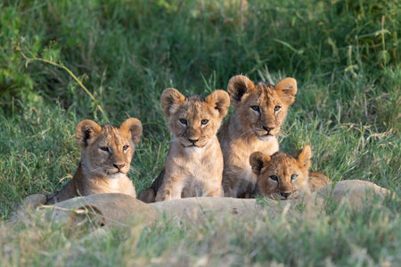 Four lion siblings at sunset gathered around their mom lying in the grassの写真素材