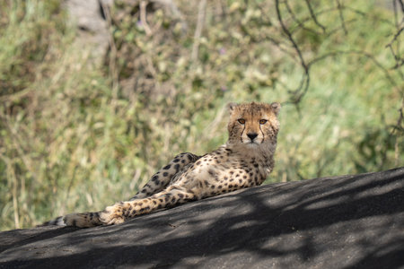 Cheetah up on a rock resting and looking into the cameraの写真素材