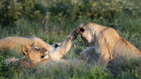 Two young lionesses playing in the grass at sunset in Tanzaniaの写真素材