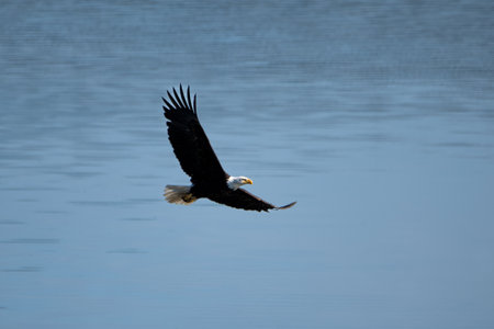 Adult bald eagle in the early morning flying over a lakeの写真素材