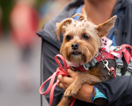 Small Yorkshire Terrier being held in someone's arms waiting to raceの写真素材