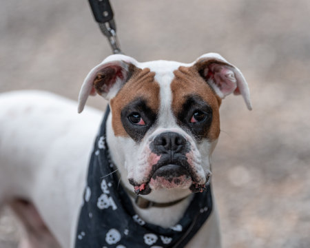 White boxer dog wtih eye patches looking into the camera up closeの写真素材