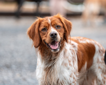 Brittany Spaniel at an outdoor event, stopping to smile and look at the cameraの写真素材