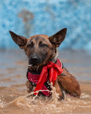 Belgian Malinois puppy with a red bandana and big ears climbing out of muddy waterの写真素材