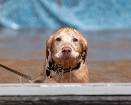 Labrador retriever climbing out of a muddy water pit at an obstacle courseの写真素材