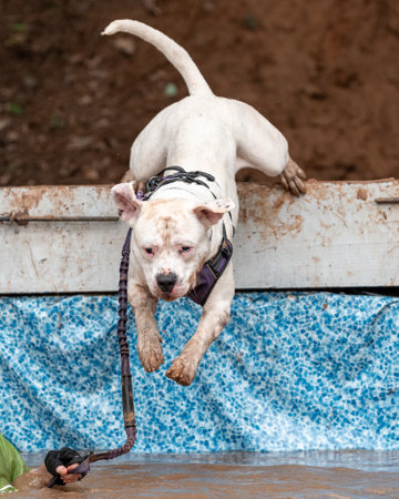 American bulldog jumping off a platform into muddy water at an obstacle courseの写真素材