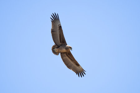 Tawny eagle flying high against a blue skyの写真素材