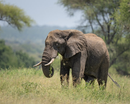 Elephant eating grass in Tanzaniaの写真素材
