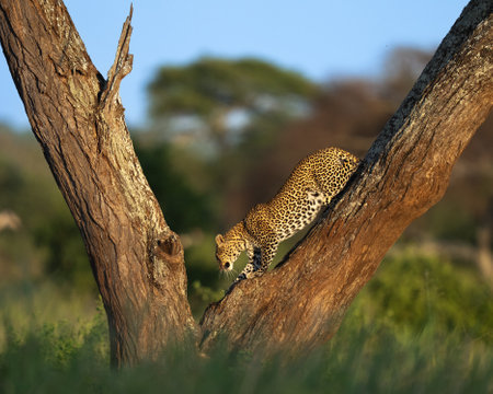 Leopard climbing down a tree at sunsetの写真素材