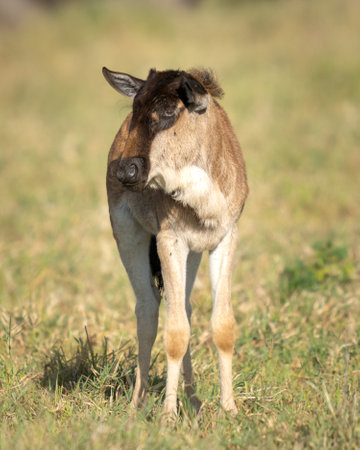 Young wildebeest calf standing in a field looking for momの写真素材