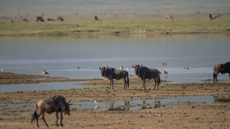 Slight reflections of wildebeests around a water hole in Africaの写真素材