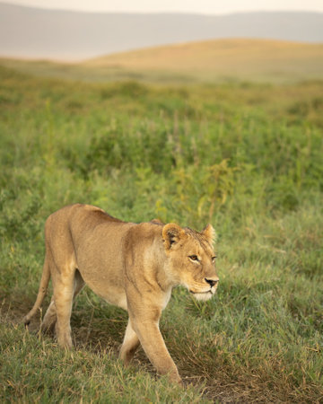 Walking down a path on the green plains at sunrise is a young lionessの写真素材