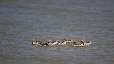 Cape Teal duck water fowl floating on the service of a lakeの写真素材