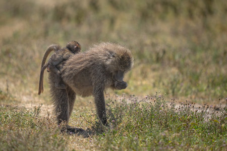 Baboon baby riding on mom's back and about to fall off while she is eatingの写真素材