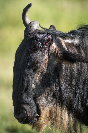 Wildebeest with a still healing injury from losing a horn in battleの写真素材