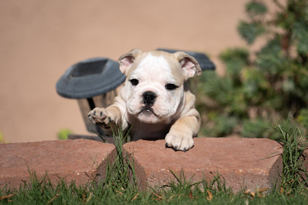 Bulldog puppy outside playing trying to get over a retaining wallの写真素材