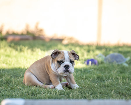 Young bulldog puppy sitting funny on the grassの写真素材