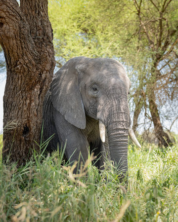 Bull elephant in Tanzania walking through the brush and scratching on the side of a treeの写真素材