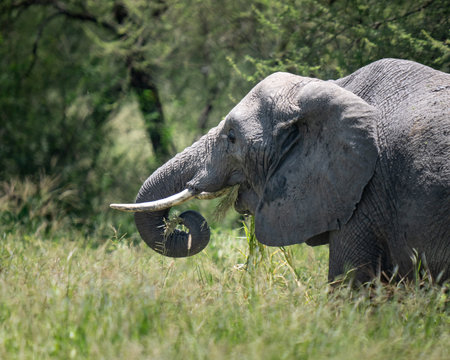 Large elephant in Tanzania, Africa eating grass in the sunの写真素材