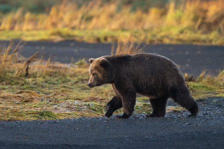 Young bear at sunrise walking along the beach into the sun after getting out of the waterの写真素材
