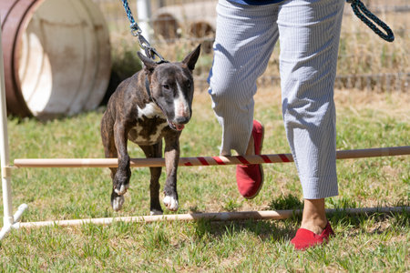 Bull terrier learning to do agility going over a jump being lead on a leashの写真素材