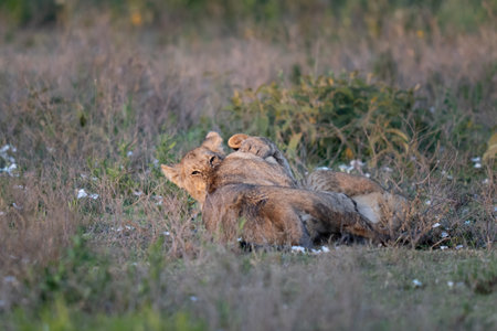 Two lion cubs playing in the early morning light in the grassの写真素材