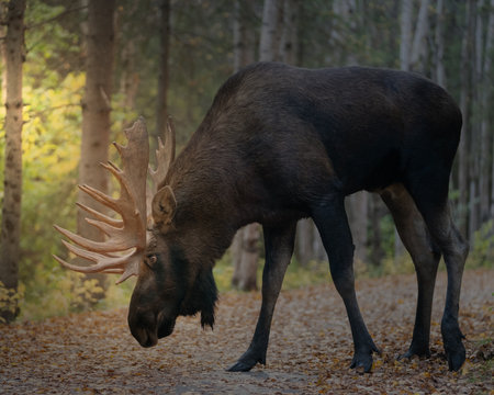 Bull moose while scenting a female checking the ground for the path she tookの写真素材