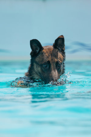 Malinois dog in a swimming pool and sticking his nose in the waterの写真素材